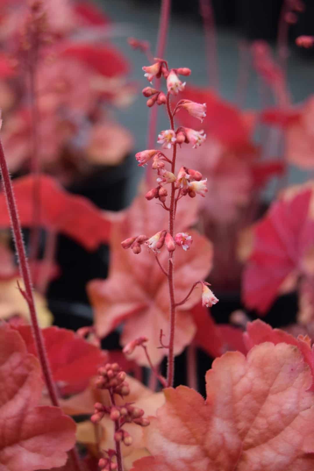 Heuchera 'Apricot' ® ---
