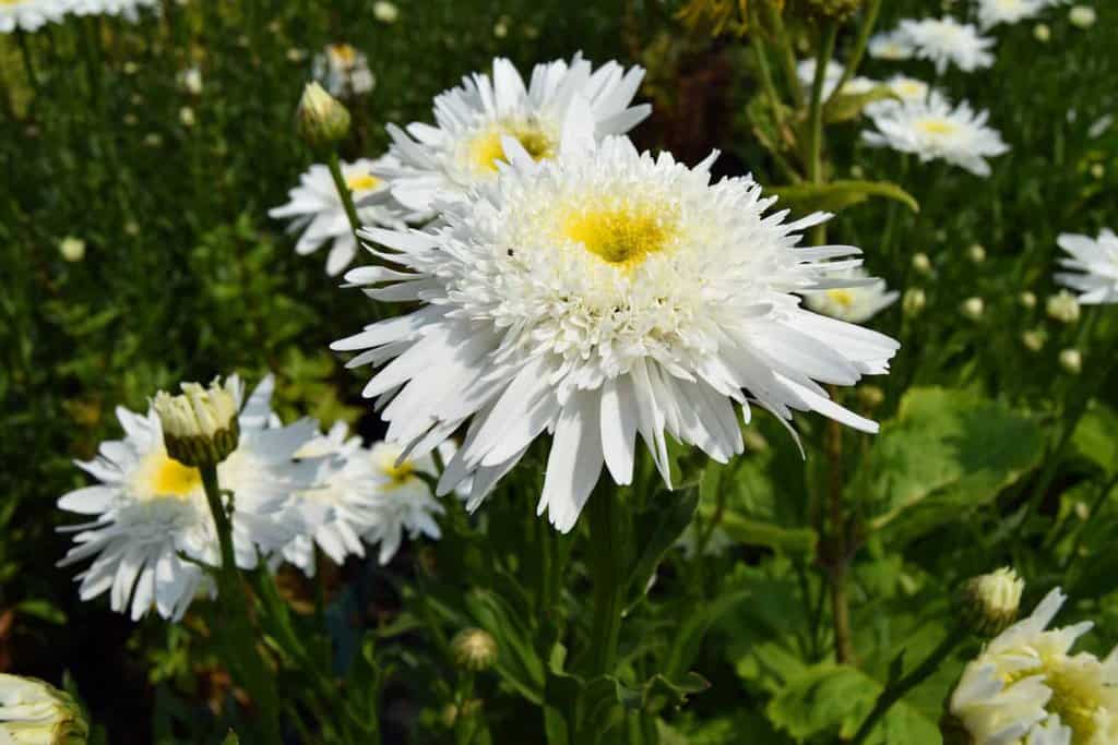 Leucanthemum x superbum 'Wirral Supreme'