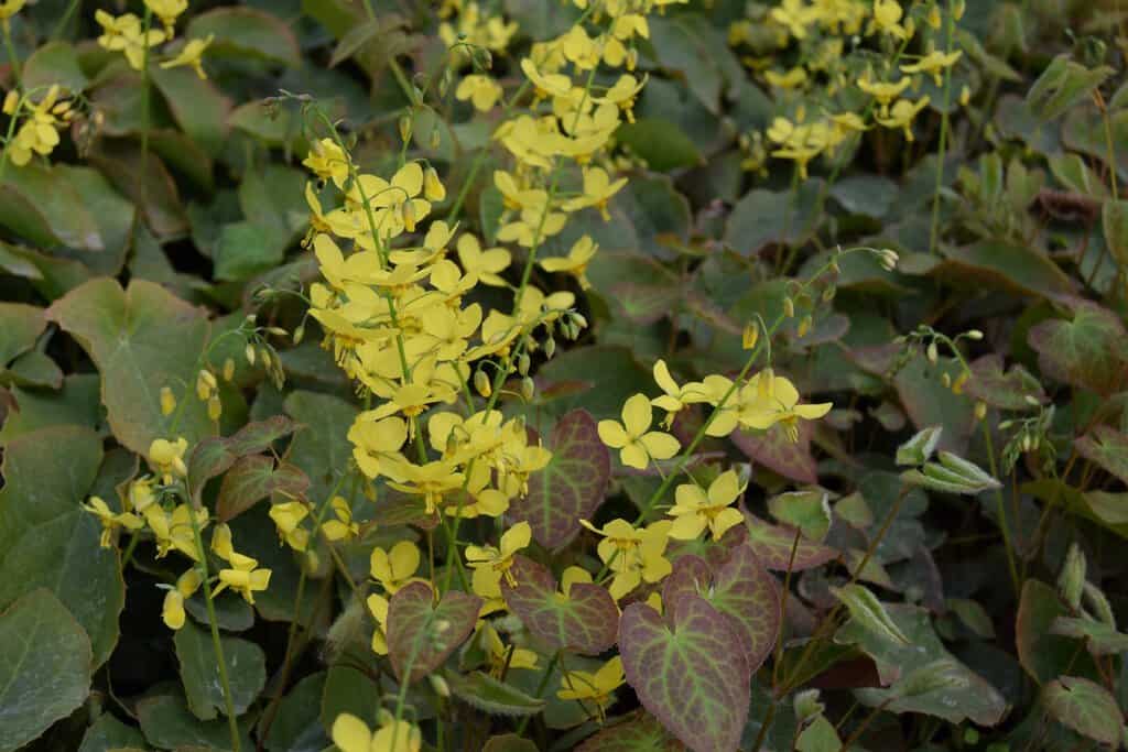 Epimedium x perralchicum 'Frohnleiten'