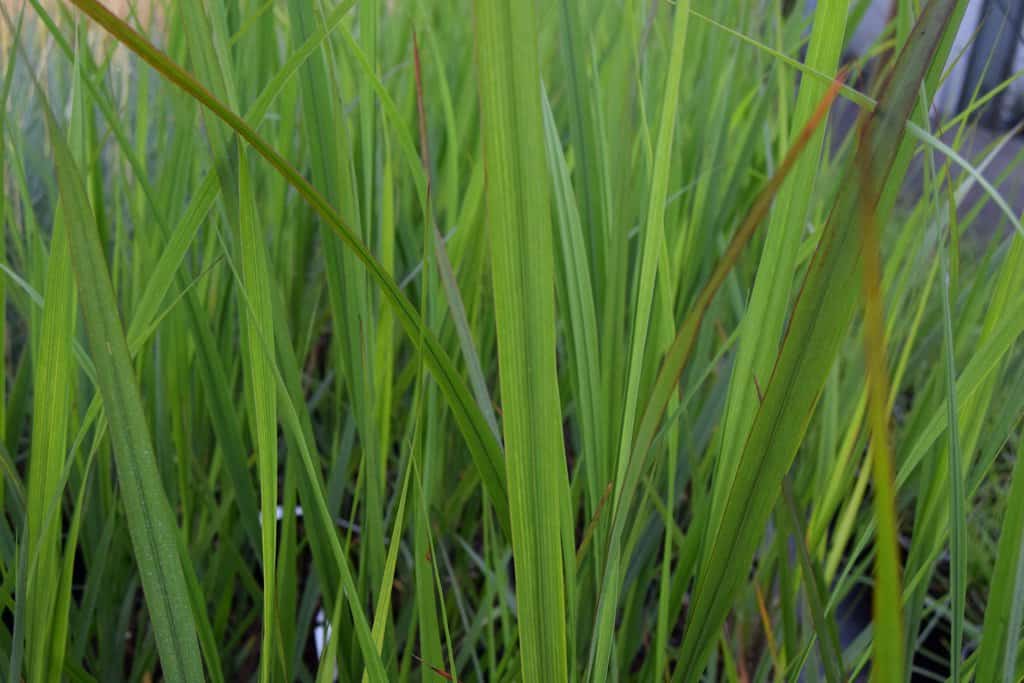 Panicum virgatum 'Northwind' ---