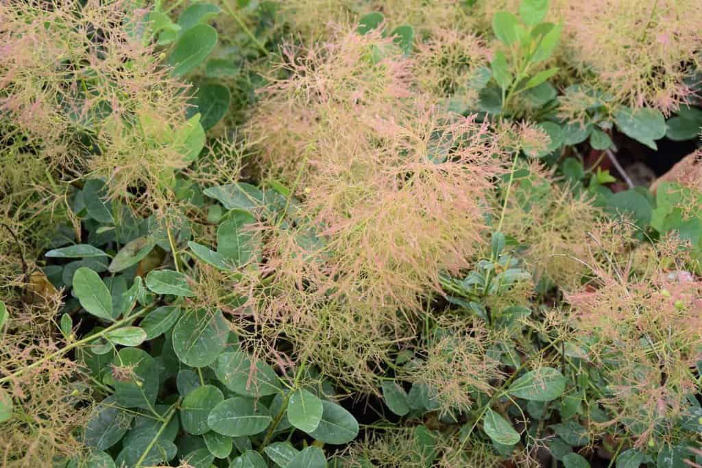 Cotinus coggygria 'Young Lady' 150-175 cm