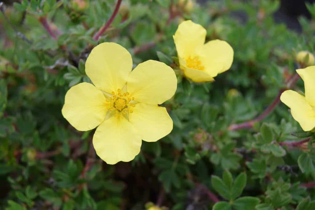 Potentilla fruticosa 'Elizabeth' 30-40 cm