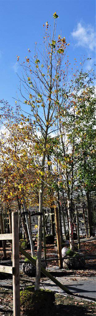 Corylus colurna