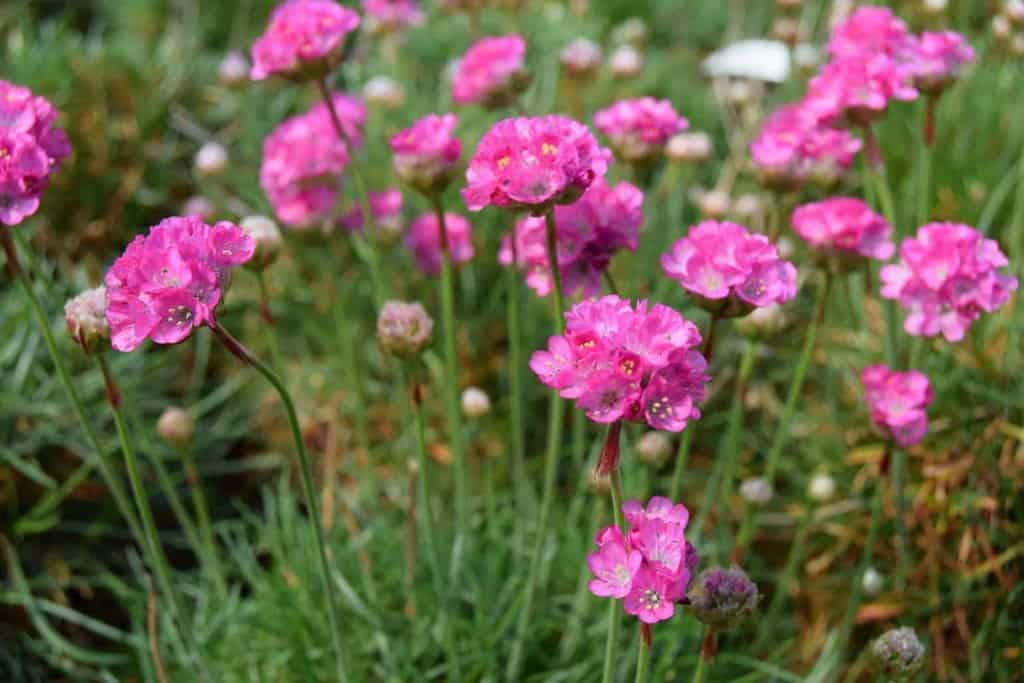 Armeria maritima 'Splendens'