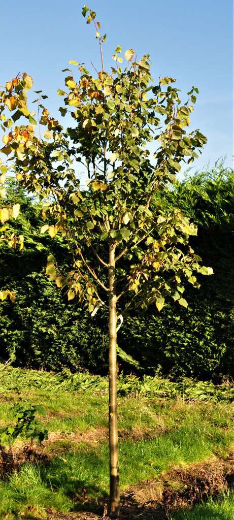 Tilia cordata 18-20 EHS