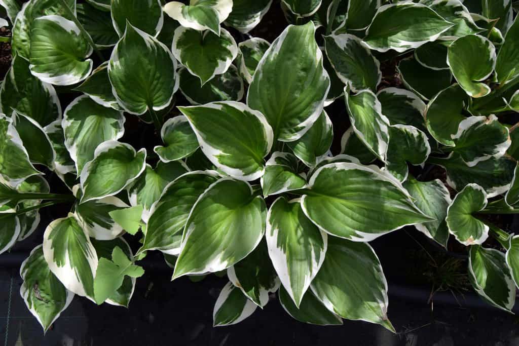 Hosta 'Patriot' ---