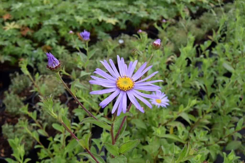 Aster x frikartii 'Mönch' ---