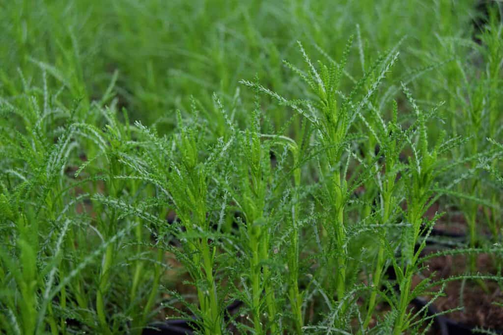 Santolina rosmarinifolia ssp. rosmarinifolia 10-15 cm