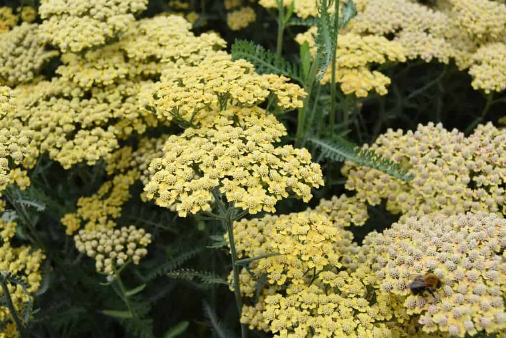 Achillea 'Terracotta' ---