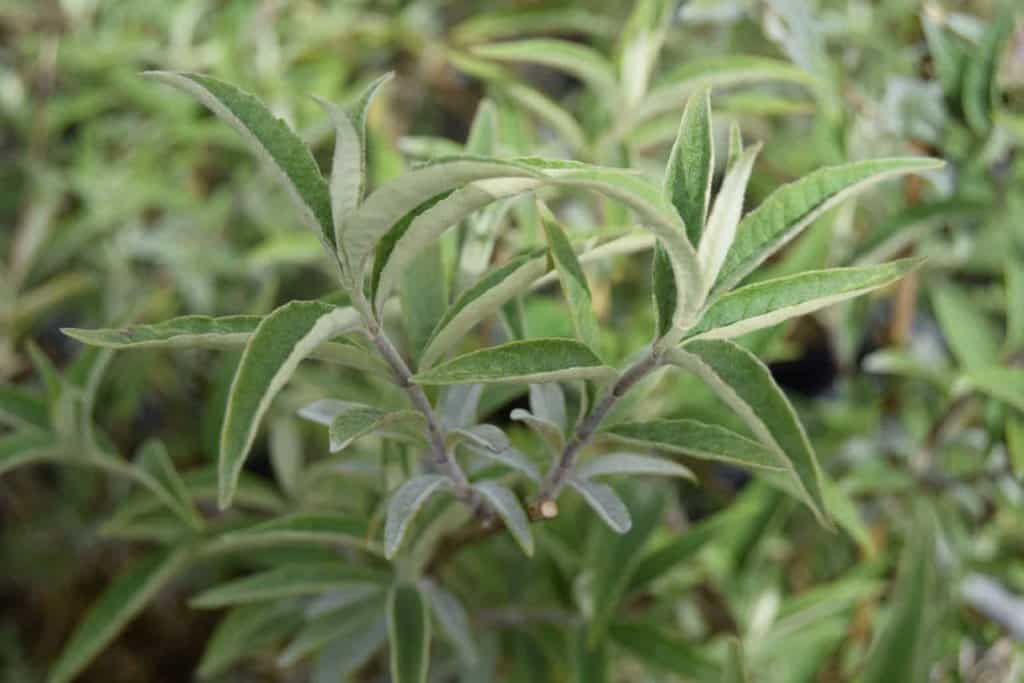Buddleja davidii 'Nanho Blue' 30-40 cm