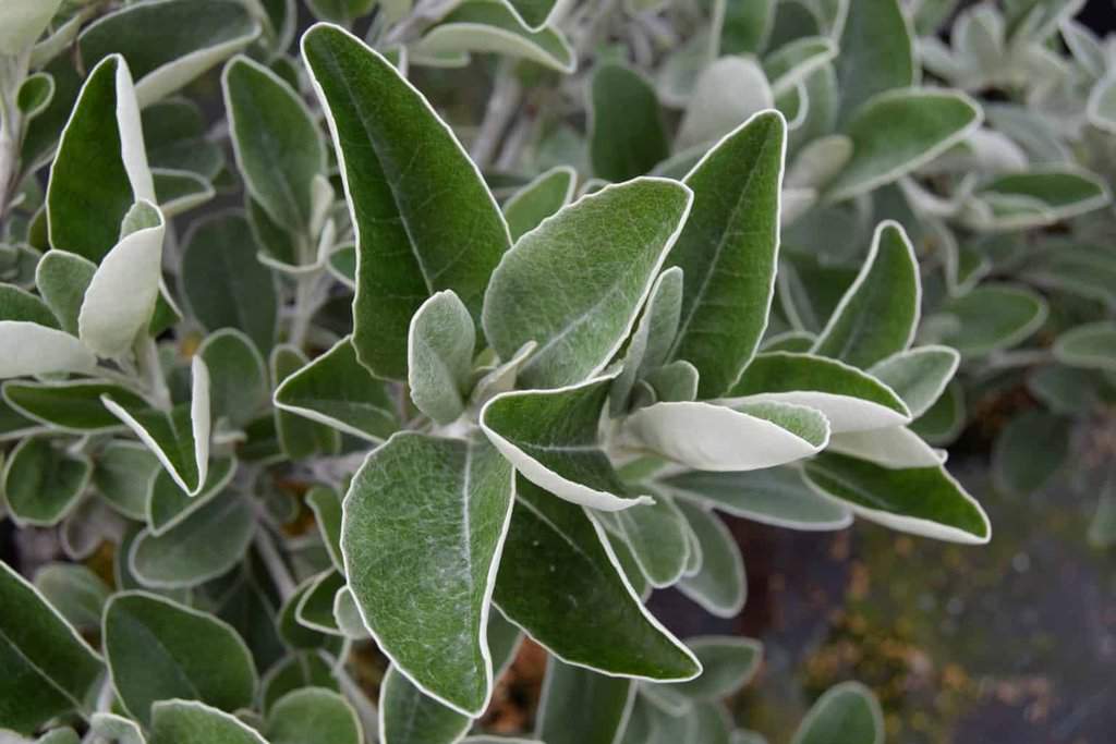 Brachyglottis 'Sunshine' 10-15 cm