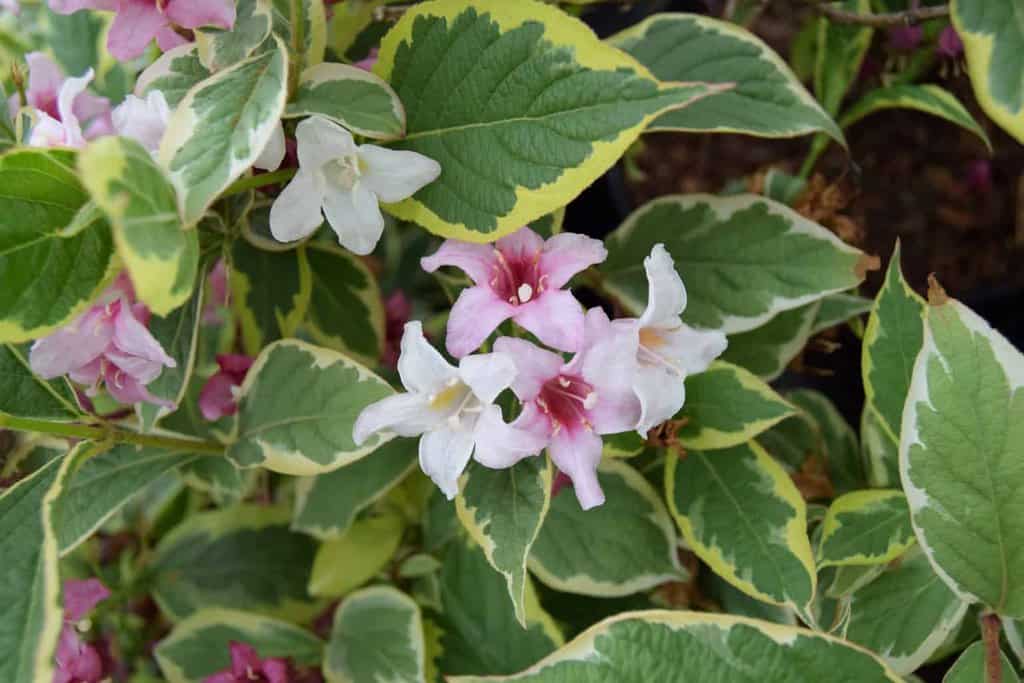 Weigela 'Florida Variegata' 30-40 cm