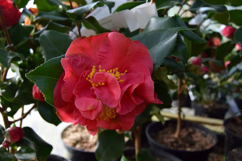 Camellia japonica 'Doctor King'