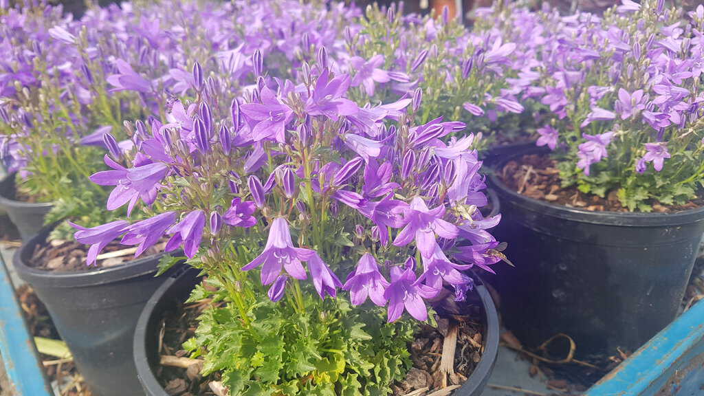 Campanula portenschlagiana ---