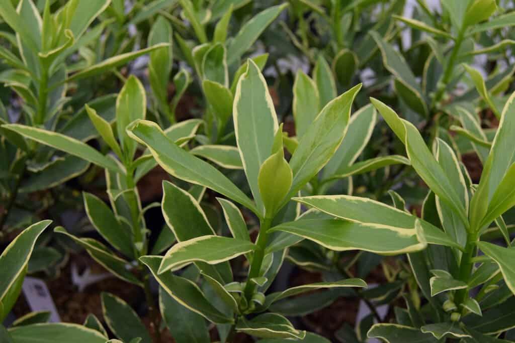 Daphne odora 'Aureomarginata'