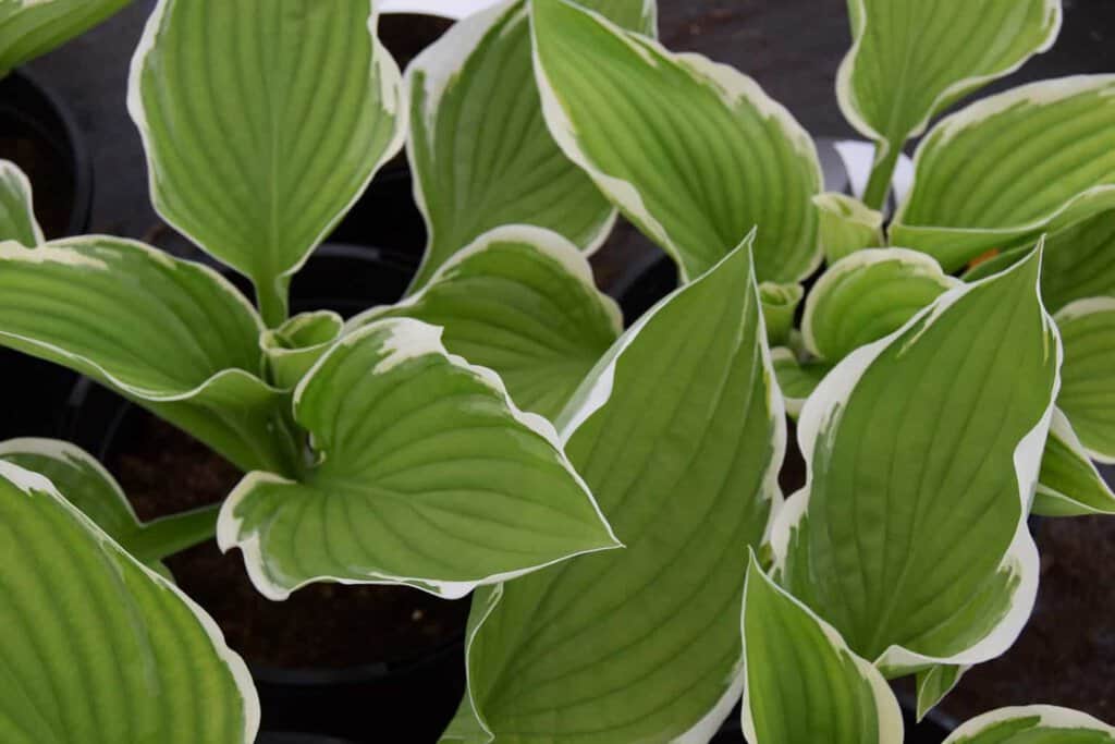 Hosta 'Francee' ---