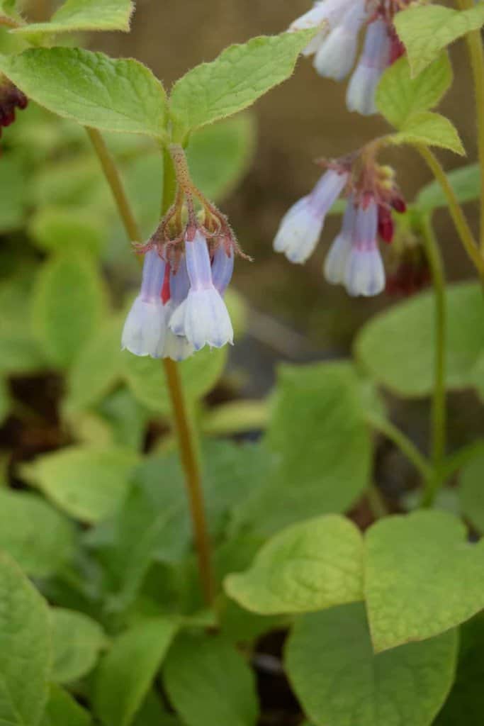 Symphytum 'Hidcote Blue' ---