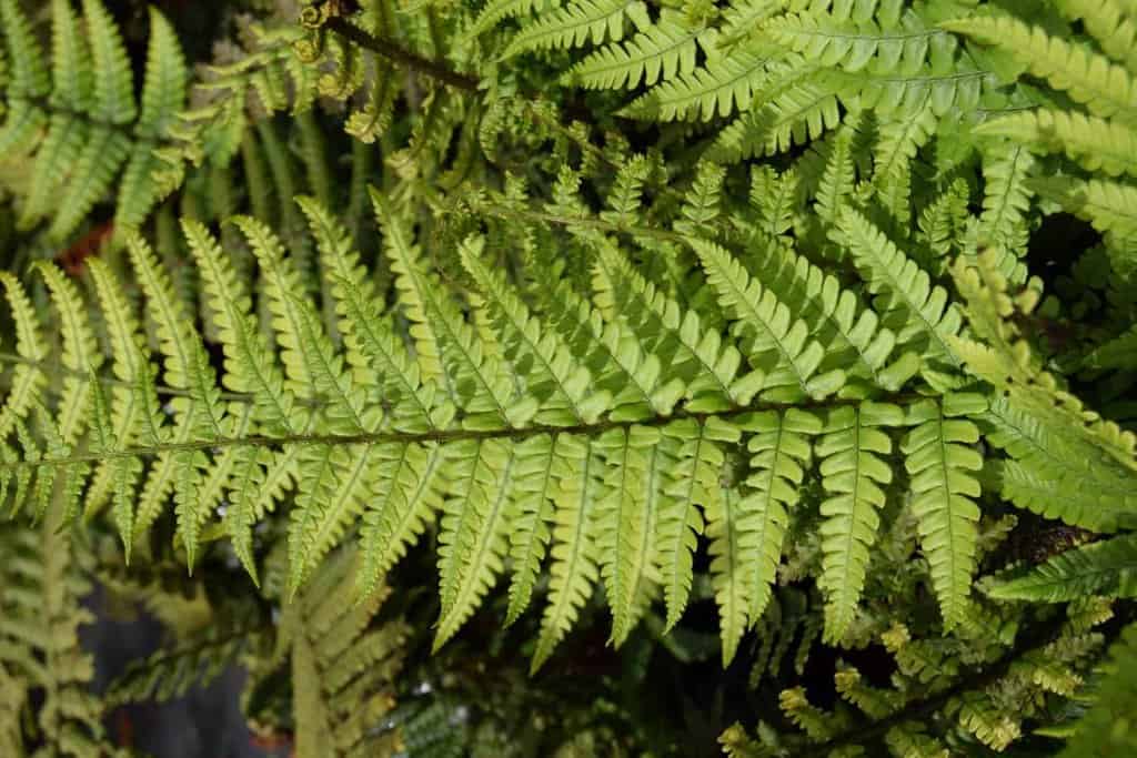 Dryopteris wallichiana ---