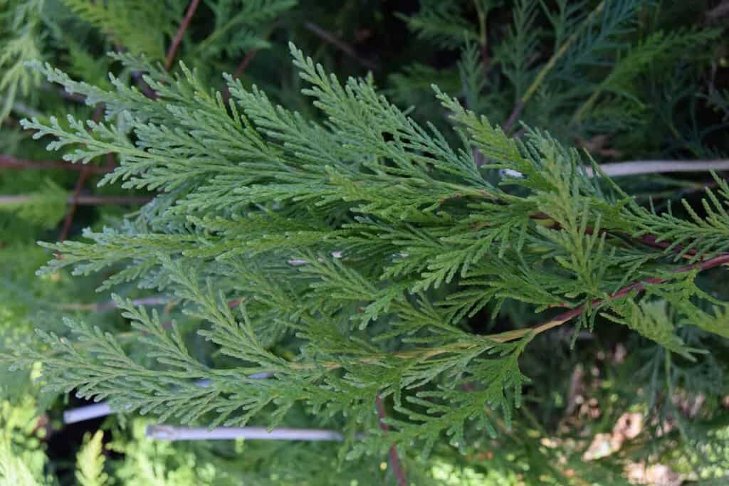 x Cuprocyparis leylandii 125-150 cm