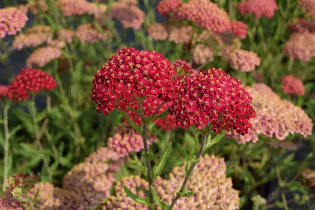 Achillea millefolium 'Paprika' ---