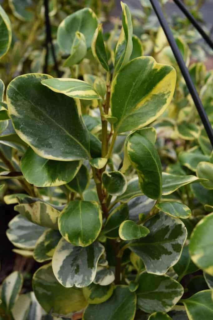 Griselinia littoralis 'Variegata'