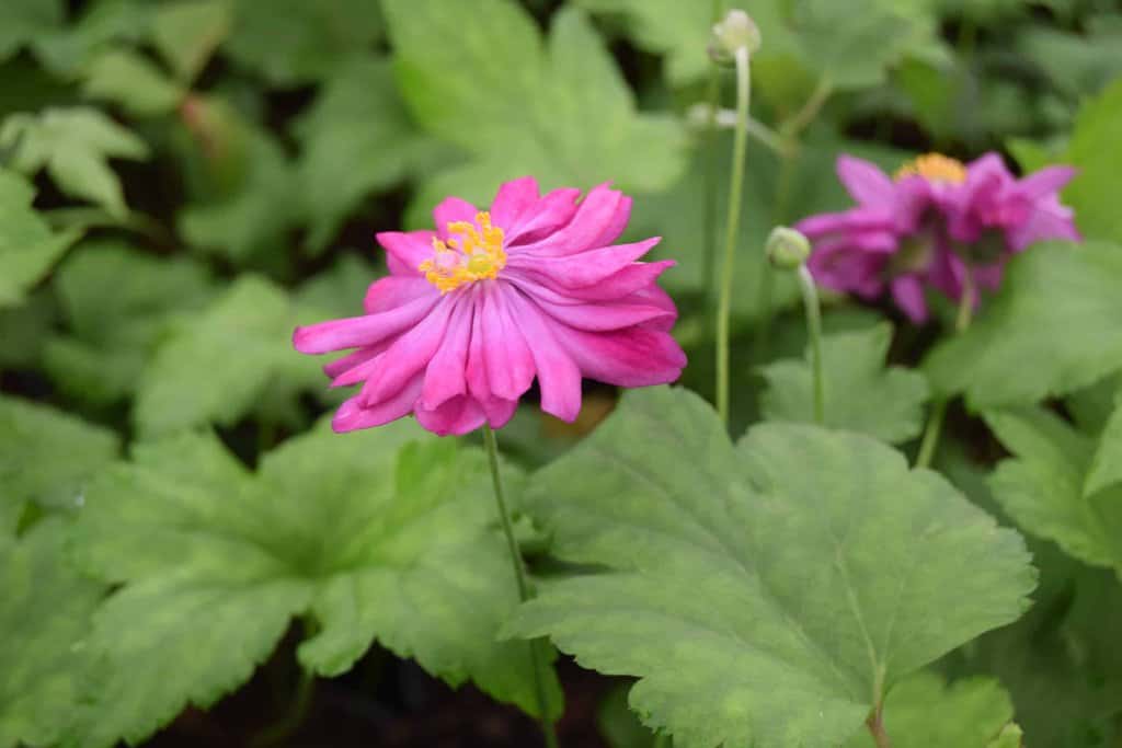 Anemone hupehensis var. japonica 'Pamina'