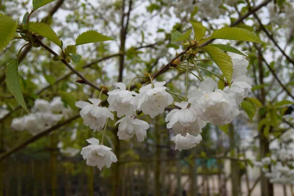 Prunus avium 'Plena' 12-14 HS