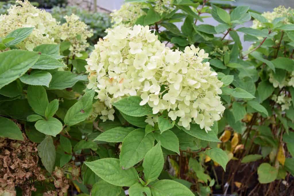 Hydrangea paniculata 'Limelight' 100-125 cm