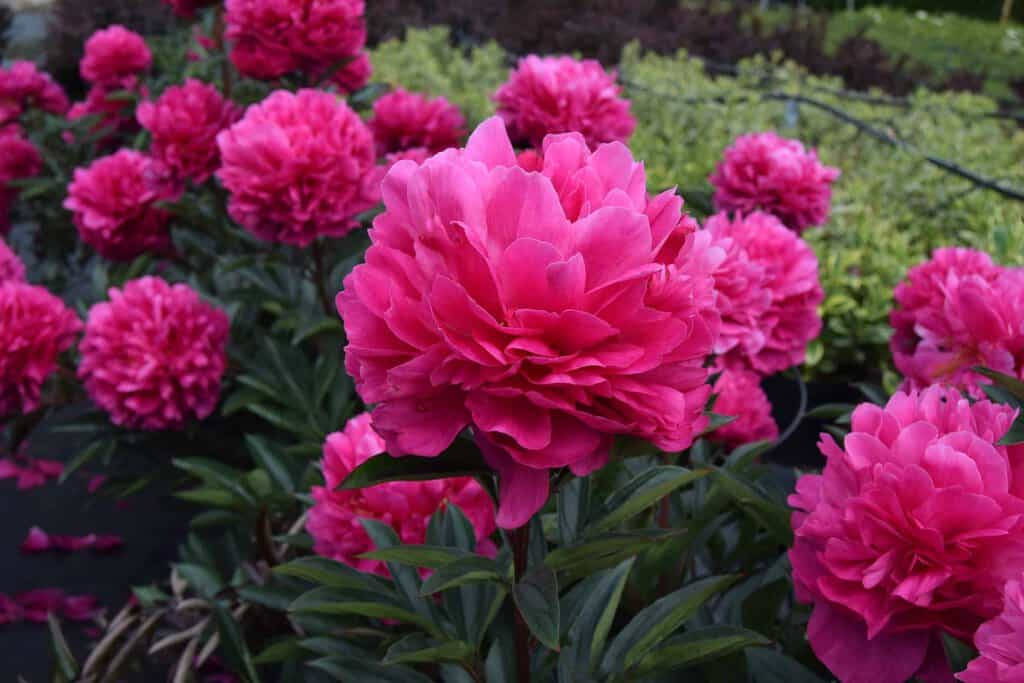 Paeonia lactiflora 'Kansas' ---