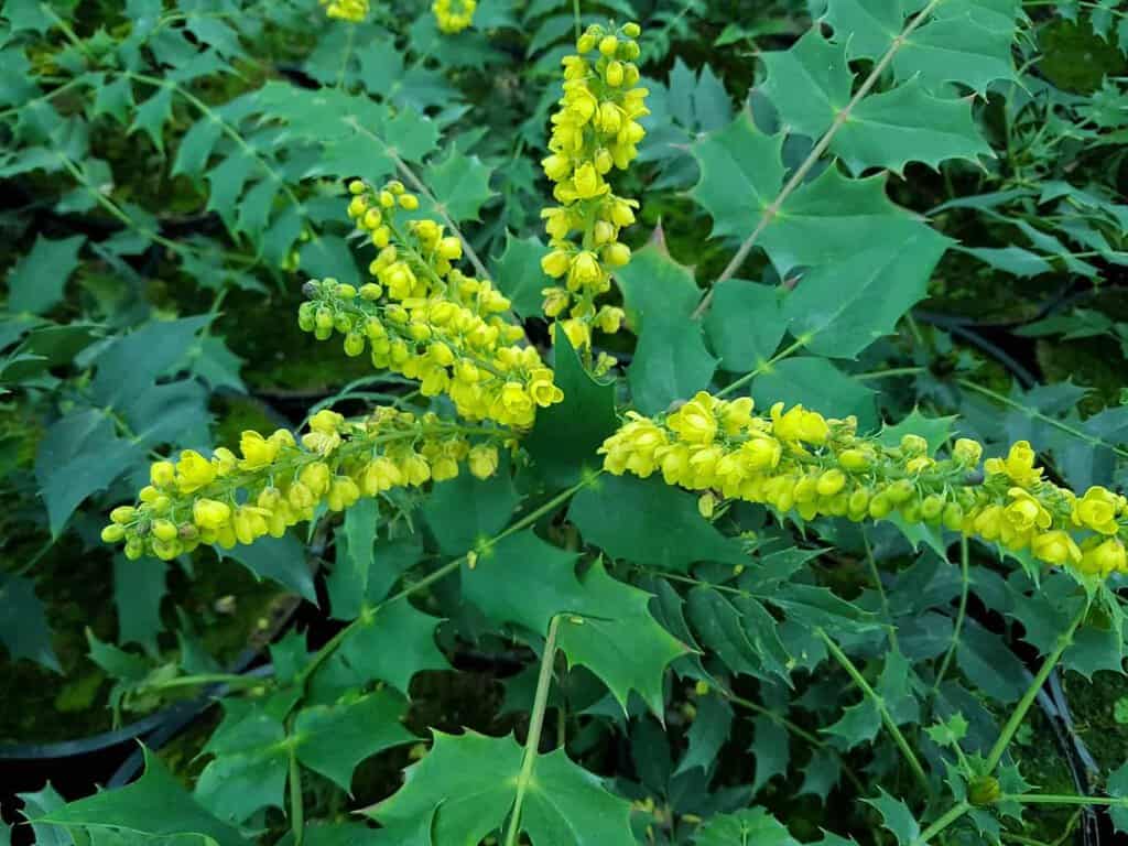 Mahonia x media 'Charity' 40-60 cm