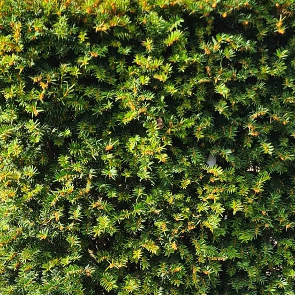 Taxus baccata ---