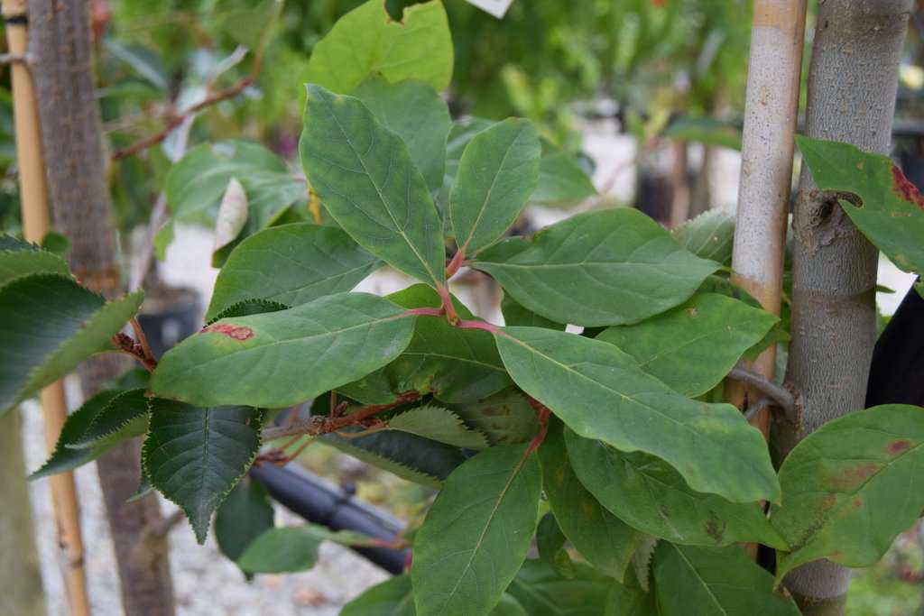 Nyssa sylvatica