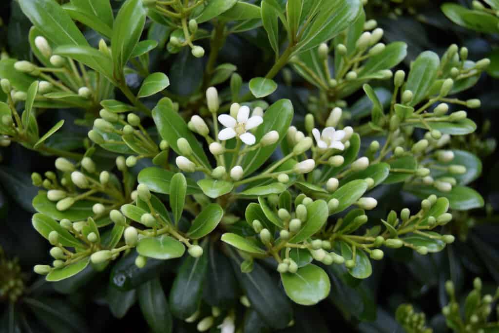 Pittosporum tobira 'Nanum' ---