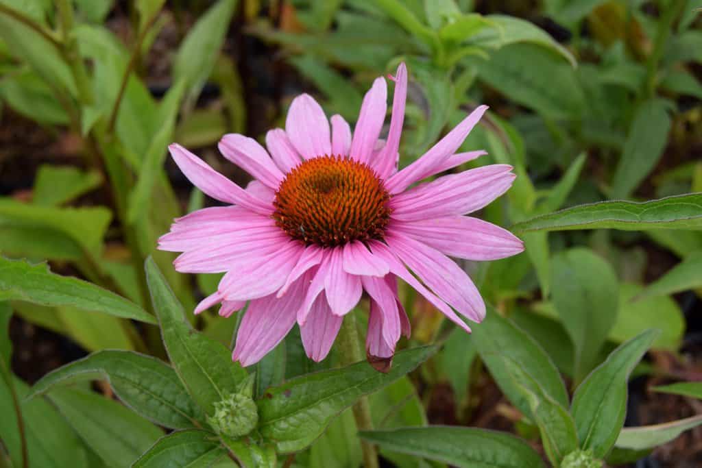 Echinacea purpurea  (use Magnus)