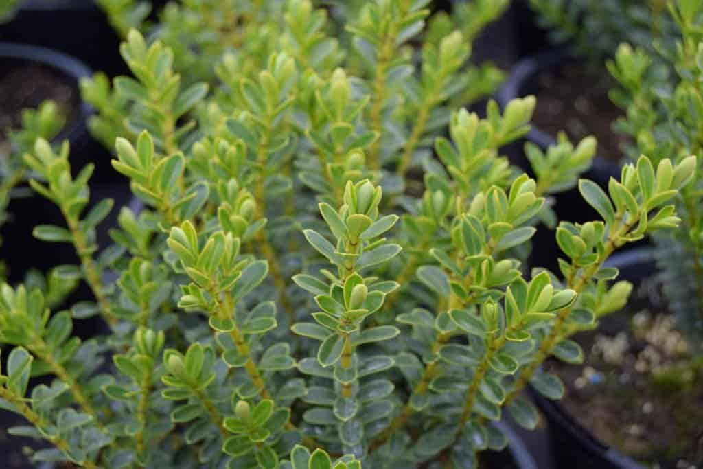 Hebe vernicosa 20-30 cm