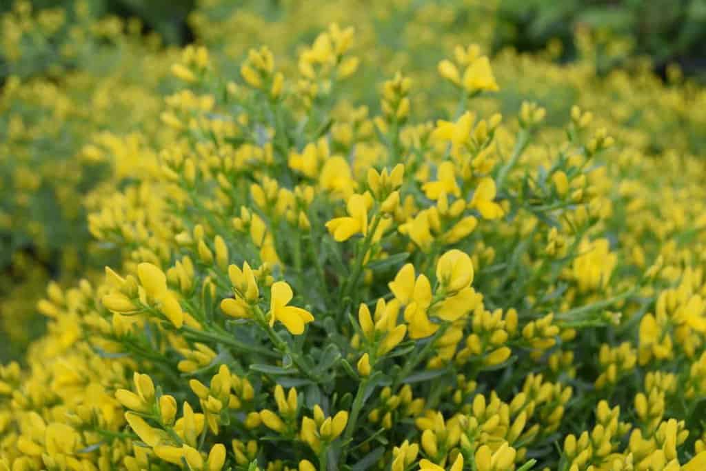 Genista lydia ---