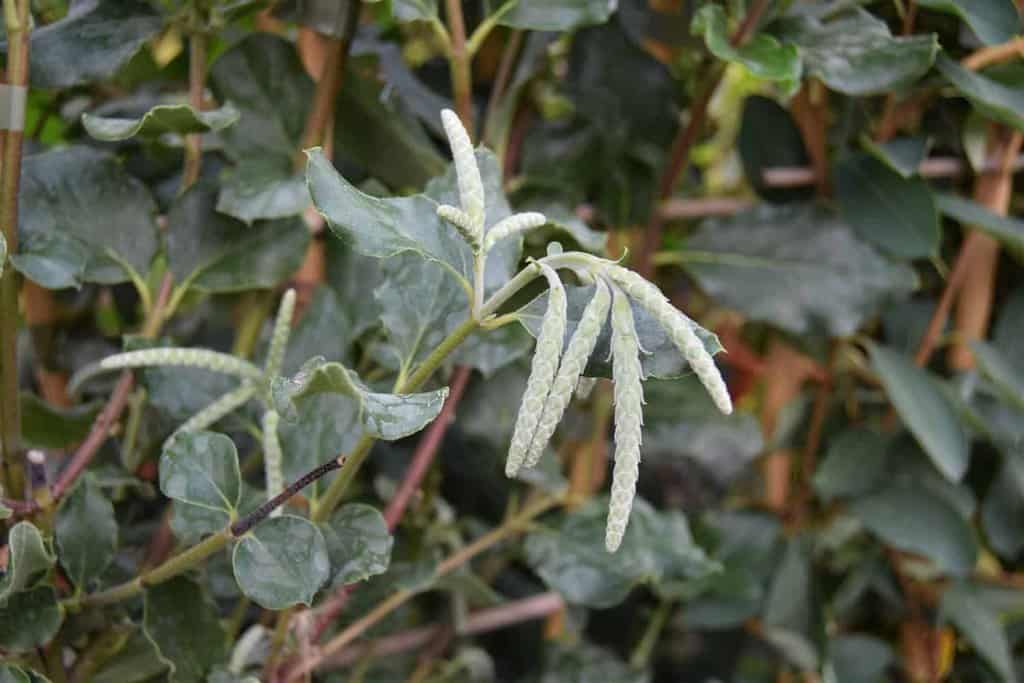 Garrya elliptica