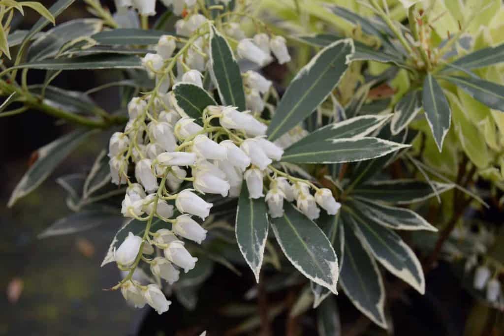 Pieris 'Flaming Silver'