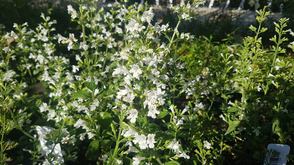 Calamintha nepeta 'White Cloud'
