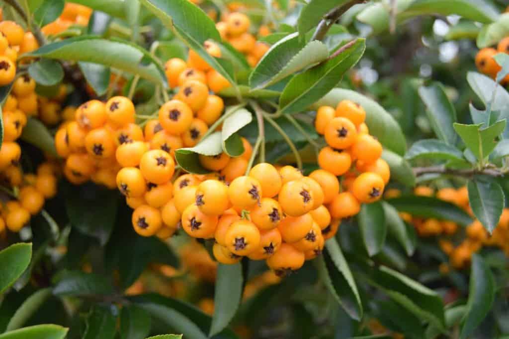 Pyracantha 'Soleil d'Or'