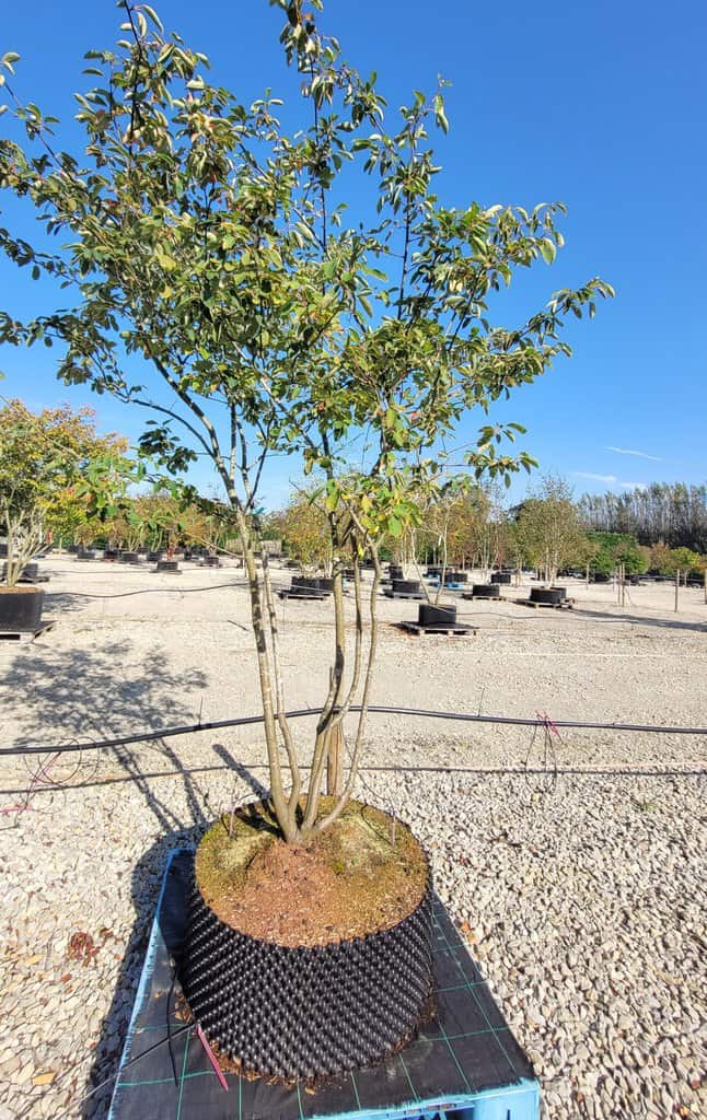 Amelanchier lamarckii