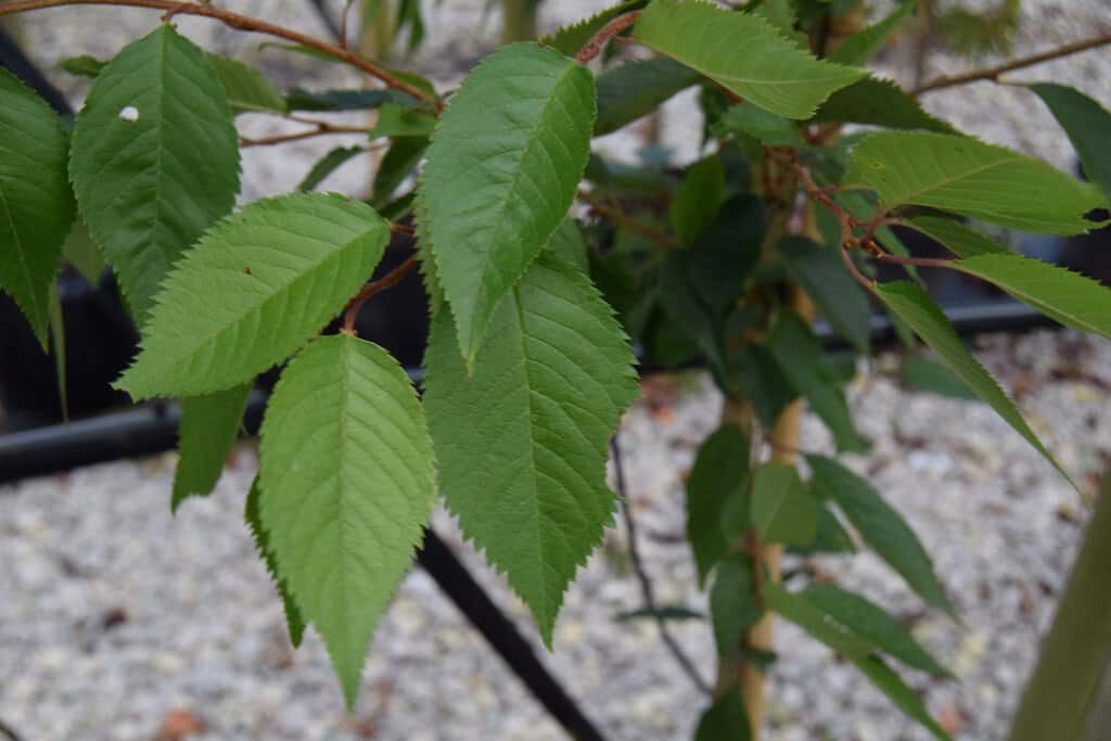 Prunus x subhirtella 'Autumnalis Rosea' 200-250 cm