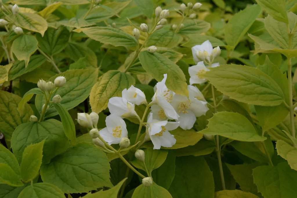 Philadelphus coronarius 'Aureus' 100-125 cm