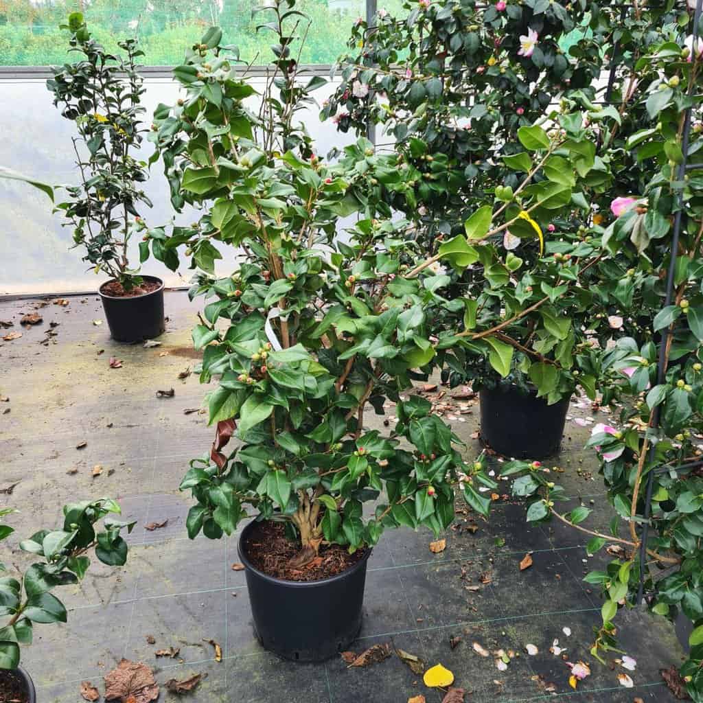Camellia japonica 'Doctor King'