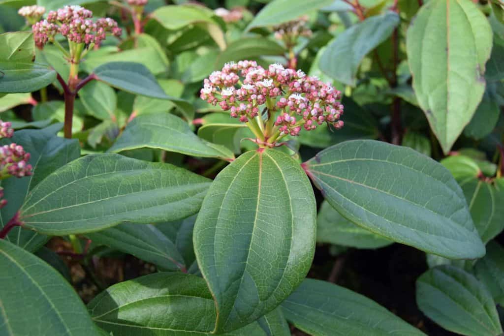 Viburnum davidii 20-30 cm