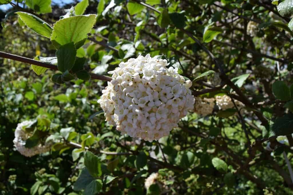 Viburnum x carlcephalum 100-125 cm
