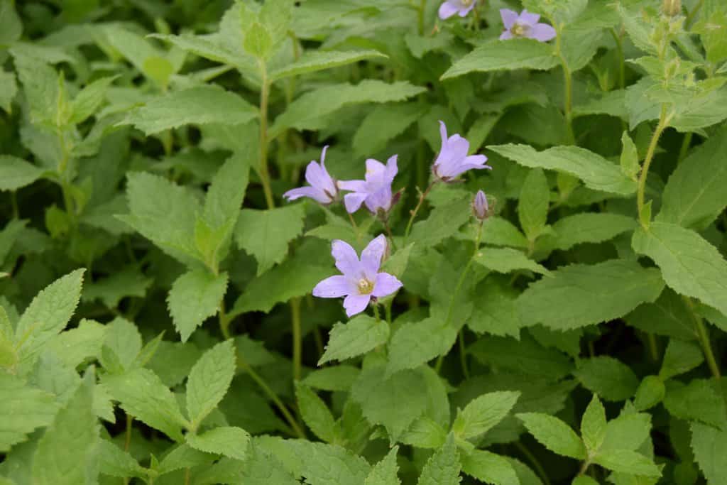 Campanula lactiflora 'Prichard's Variety'