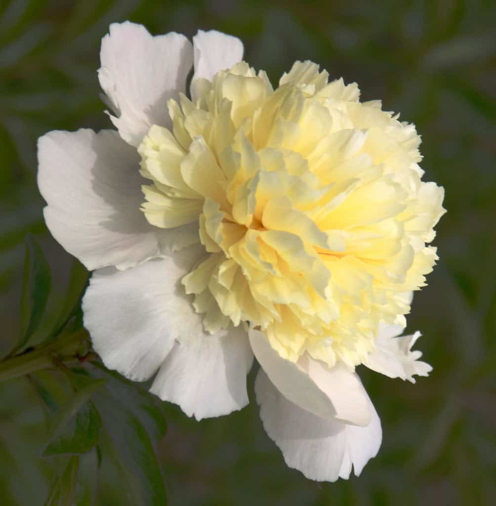 Paeonia lactiflora 'Laura Dessert'