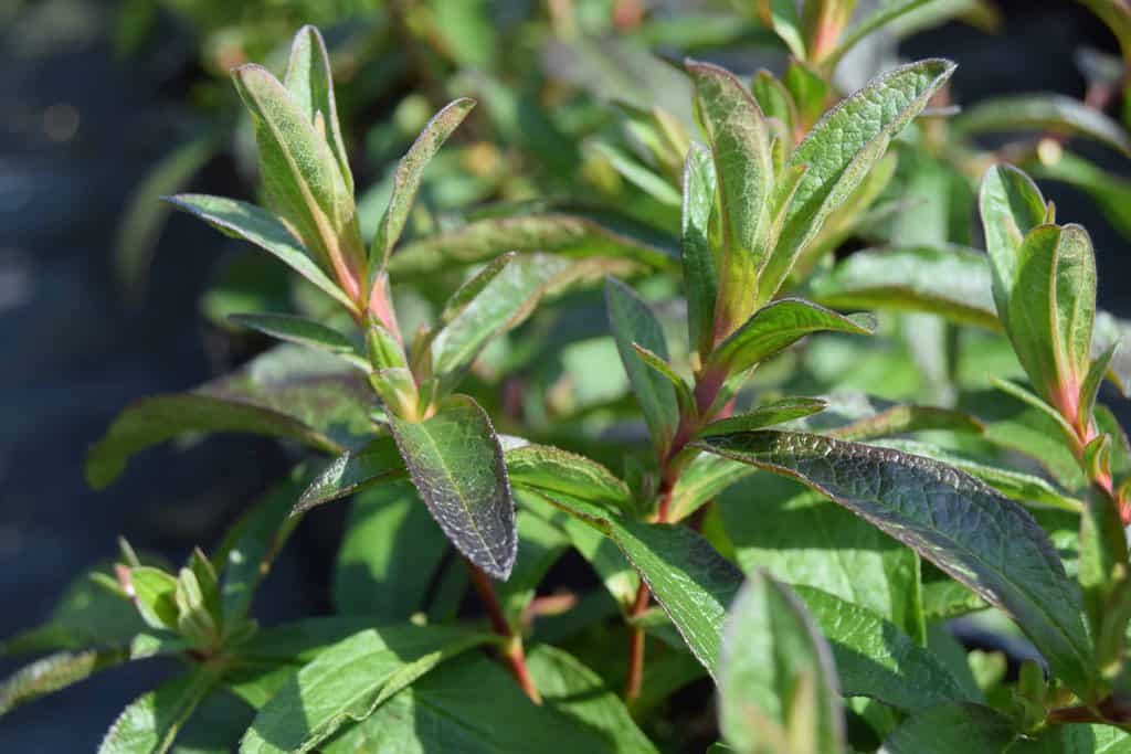 Cistus x dansereaui 'Decumbens' 20-30 cm