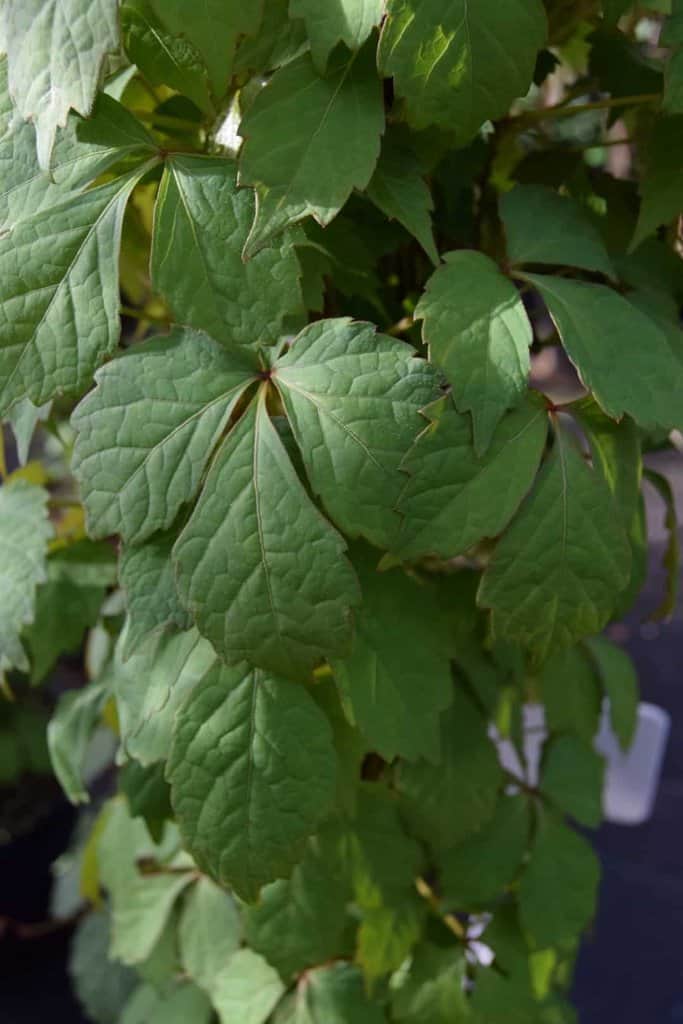 Parthenocissus tricuspidata 'Veitchii'